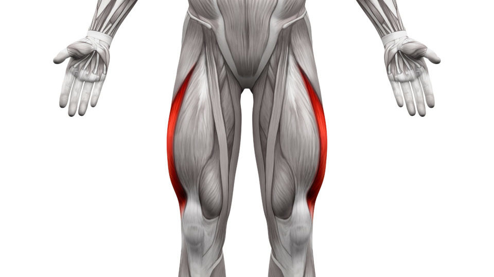 Vastus Lateralis Muscle är den yttre lårmusklen som ger benet sin bredd