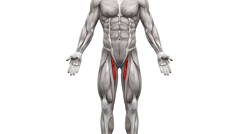 benets inåtförare - adduktorerna|benets inåtförare - adduktorerna|Benets inåtförare