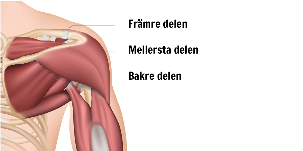 Deltamuskelns tre delar