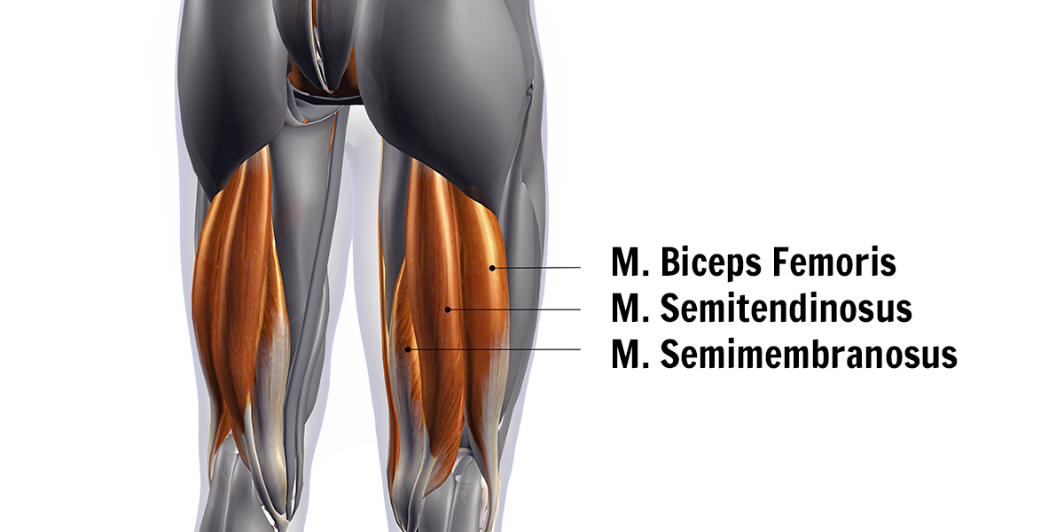hamstrings - de tre olika musklerna