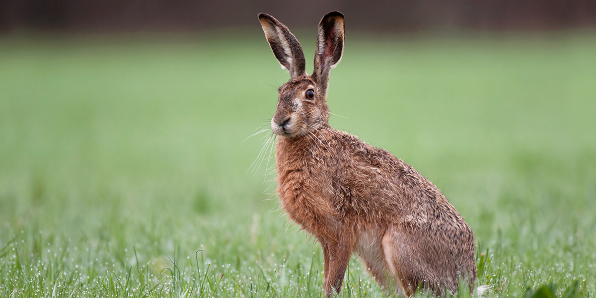 Hare - så mycket protein innehåller det