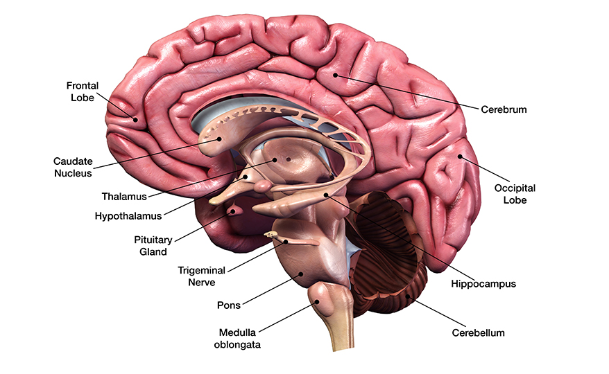 Träning hjälper hjärnan att tänka | Hippocampus