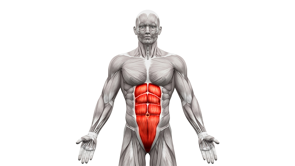Magmusklerna - så tränas de|Inre och yttre sneda bukmusklerna|Transversus abdomninis|Magmusklerna|Magmusklerna - så tränas de|Magmusklerna - hur funkar de